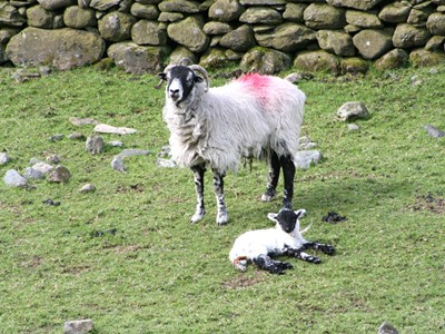 Hartsop Hall Farm near Ullswater in the Lake District