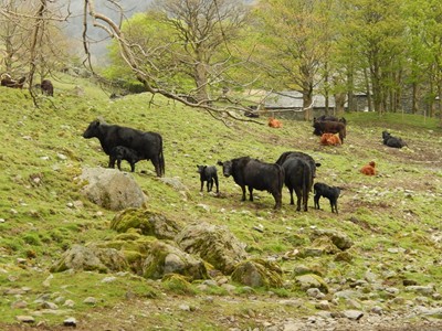 Hartsop Hall Farm near Ullswater in the Lake District